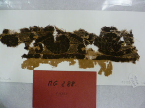 clavus ; fragment, image 2/3