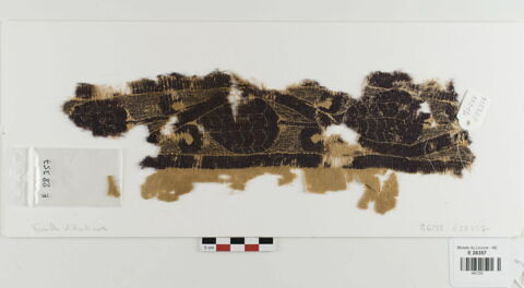 clavus ; fragment