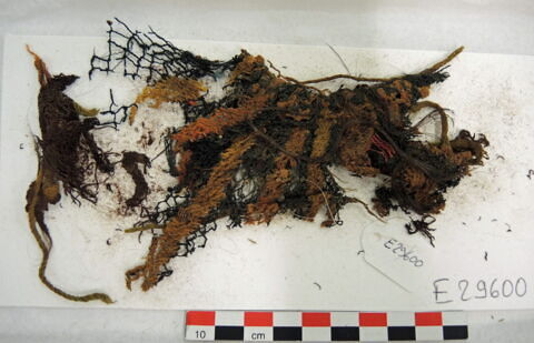 filet de tête ; fragments, image 2/2