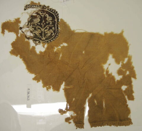 orbiculus ; fragment, image 2/3