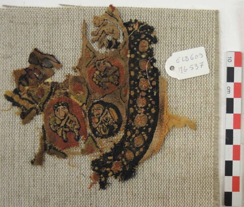 orbiculus ; fragment, image 2/2