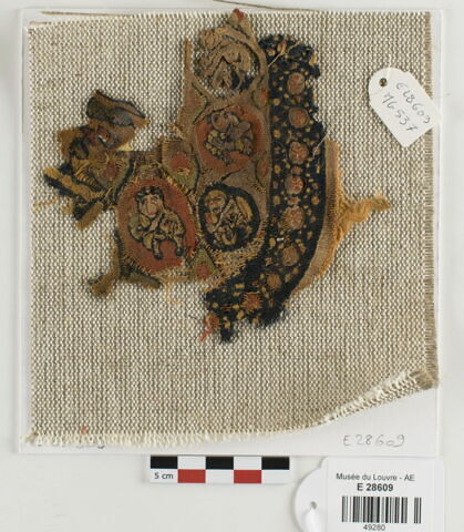 orbiculus ; fragment