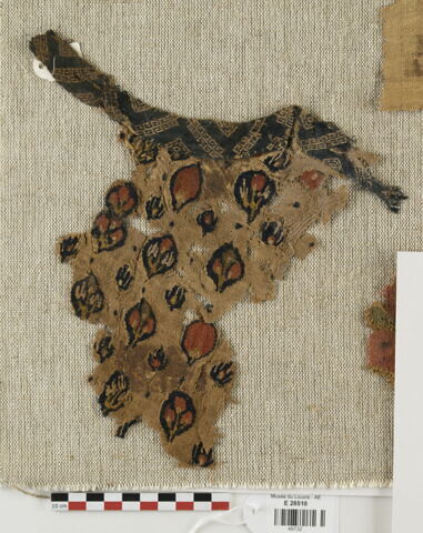 clavus ; bande d'encolure