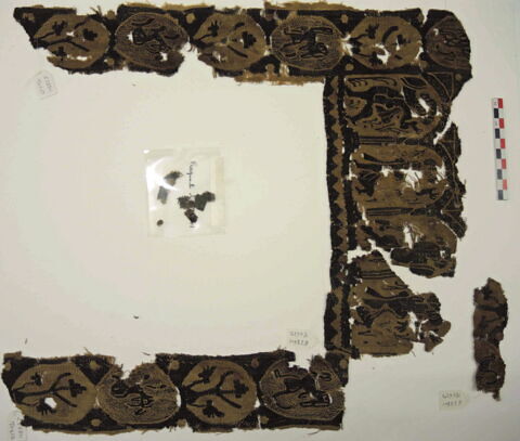 clavus ; fragment, image 3/3