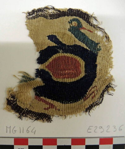 orbiculus ; fragment, image 2/2