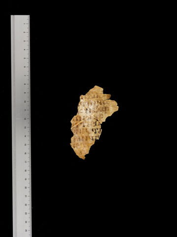 feuillet de codex ; fragment, image 2/4
