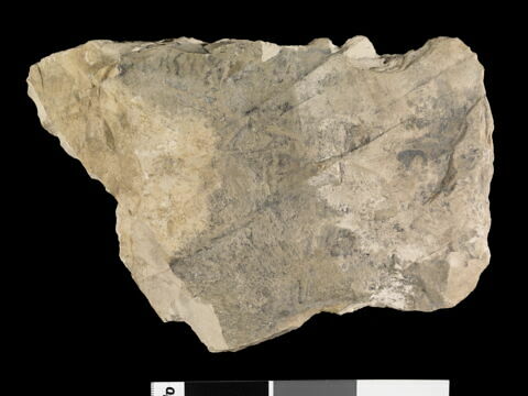 ostracon, image 2/2
