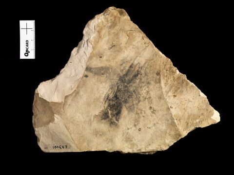 ostracon, image 2/2