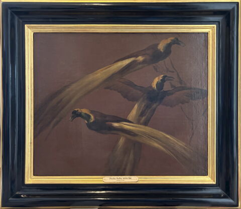 Oiseaux de paradis