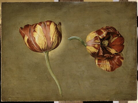 Double étude de tulipe, image 1/2
