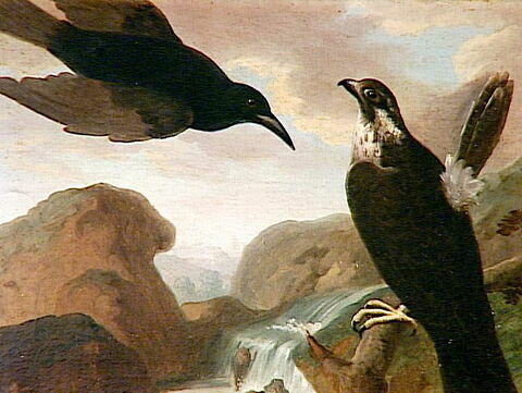 Faucon et corbeau, image 1/2