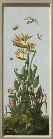 Huit tableaux représentant diverses espèces de lys : Lilium candidum (Lis blanc), Amaryllis belladonna (Amaryllis belladonne), image 1/2