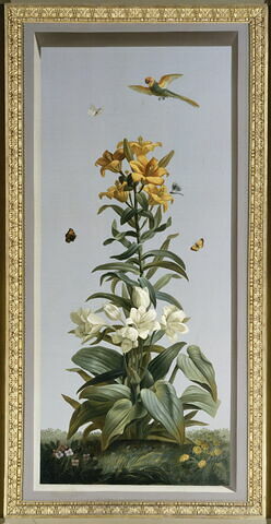 Huit tableaux représentant diverses espèces de lys : Globba erecta (Globbée droite), Lilium superbum (Lis superbe), Hemerocallis japonica (Hémérocalle du Japon), image 1/2