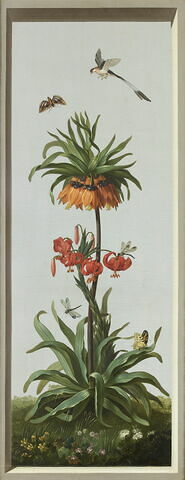 Huit tableaux représentant diverses espèces de lys : Globba nutans (Globbée pendante), Crinum erubescens (Crinum rougeâtre), image 1/2