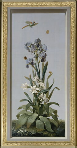 Huit tableaux représentant diverses espèces de lys : Hemerocallis fulva (Hémérocalle fauve), Amaryllis curvifolia (Amarillys à feuilles recourbées), Morea vaginata (Morée à longue gaine)