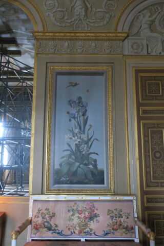 Huit tableaux représentant diverses espèces de lys : Hemerocallis fulva (Hémérocalle fauve), Amaryllis curvifolia (Amarillys à feuilles recourbées), Morea vaginata (Morée à longue gaine), image 2/2