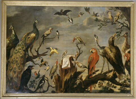 Concert d'oiseaux, image 7/7