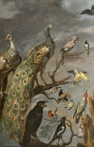 Concert d'oiseaux, image 2/7