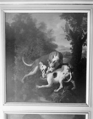 Combat de deux chiens autour de la dépouille d'un sanglier, image 3/3