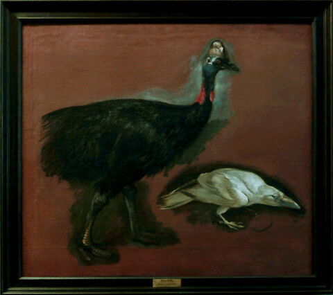 Études d'un casoar et d'un corbeau blanc, image 2/2