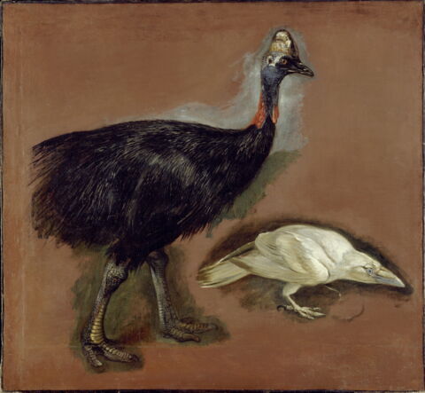 Études d'un casoar et d'un corbeau blanc