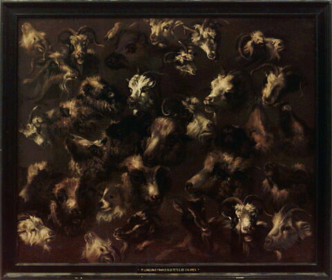 Têtes de moutons, brebis, béliers, chiens et chèvres, image 3/3