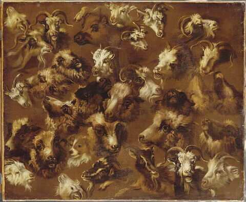 Têtes de moutons, brebis, béliers, chiens et chèvres, image 2/3