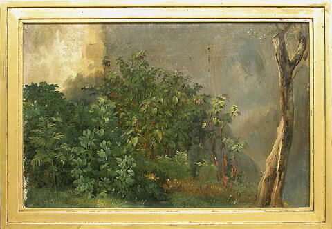 Étude de plantes, image 2/3