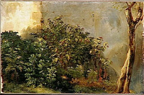 Étude de plantes, image 3/3