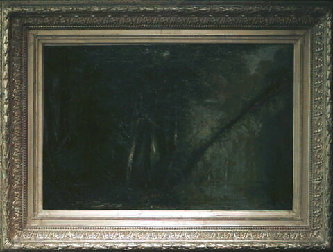 Calme du matin; intérieur de forêt, image 5/5