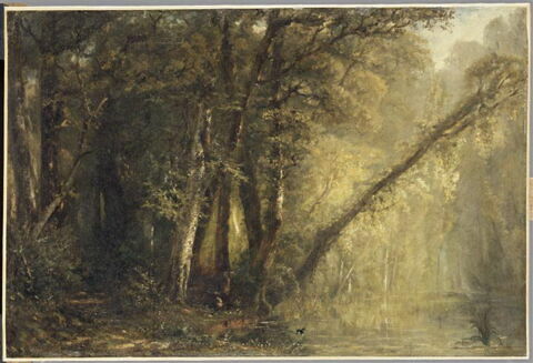 Calme du matin; intérieur de forêt, image 4/5