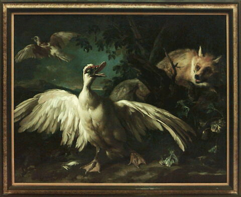 Canard de Barbarie et renard, image 25/25