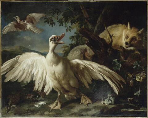 Canard de Barbarie et renard, image 24/25