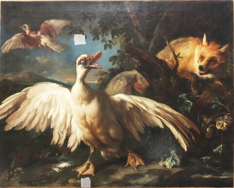 Canard de Barbarie et renard, image 7/25