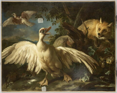 Canard de Barbarie et renard, image 6/25