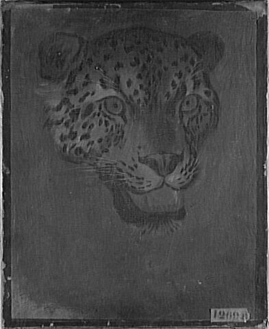 Étude d'une tête de panthère vue de face, image 4/4