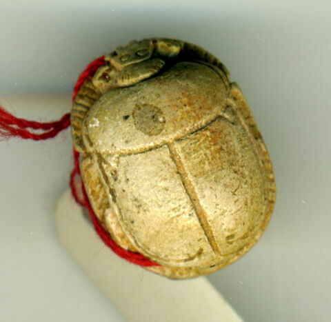 scarabée détaillé, image 2/2