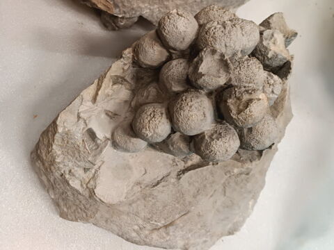 Raisins, image 2/3