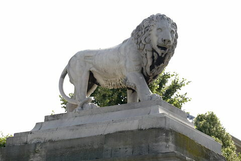 Lion, image 6/11
