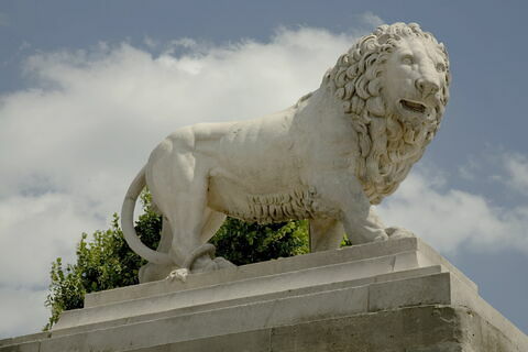 Lion, image 1/11