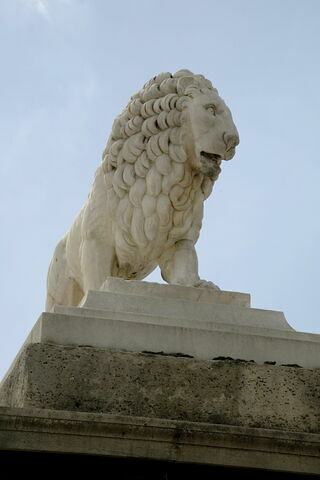 Lion, image 3/10