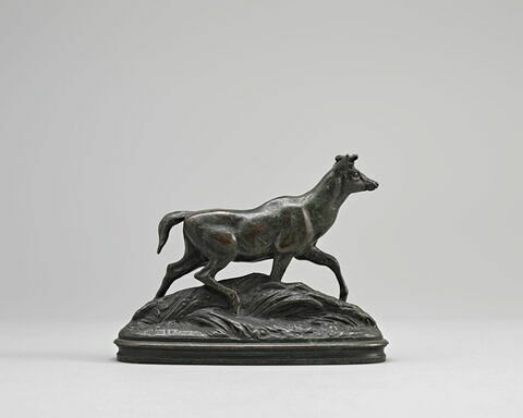 Cerf axis (marchant dans les herbes), image 2/2