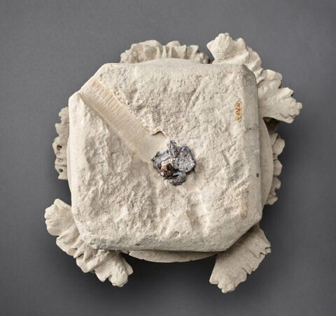 Chapiteau décoré de feuilles de lierre, image 3/11