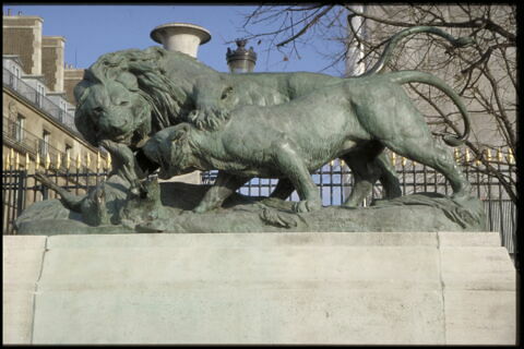 Lion et lionne se disputant un sanglier, image 6/9