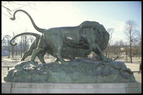 Lion et lionne se disputant un sanglier, image 9/9