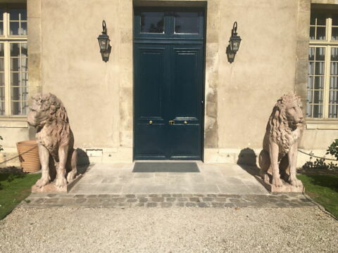 Lion, image 6/9