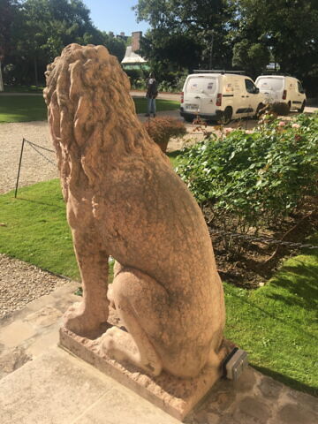 Lion, image 3/8