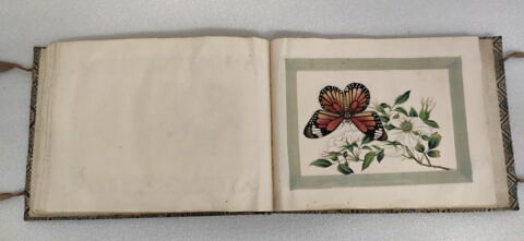 Petit album de peintures d'exportation: fleurs, oiseaux et insectes, image 8/31
