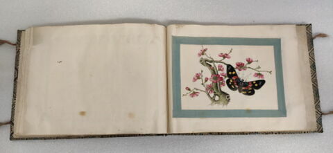 Petit album de peintures d'exportation: fleurs, oiseaux et insectes, image 9/31