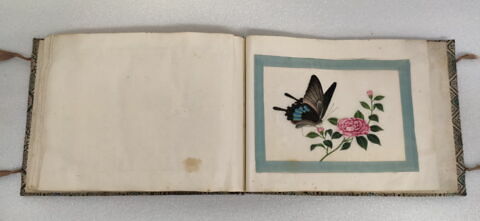 Petit album de peintures d'exportation: fleurs, oiseaux et insectes, image 11/31